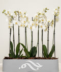 Pure orchid