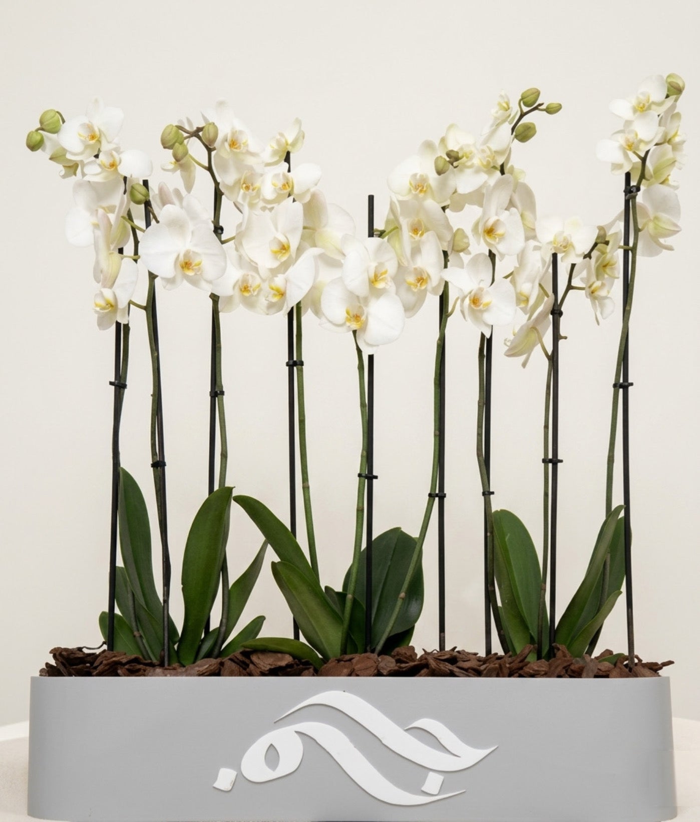 Pure orchid