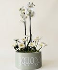Luna orchid