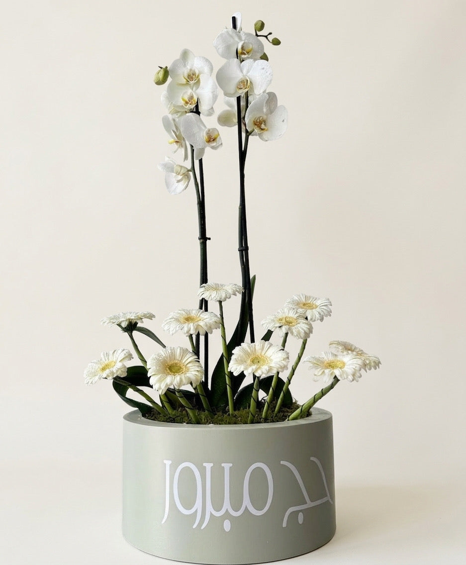 Luna orchid